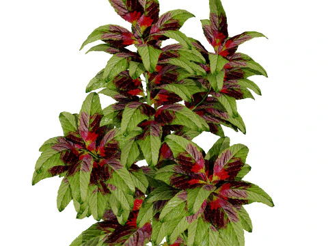 Arabian Amaranthus Spinosus Collection 3D Model