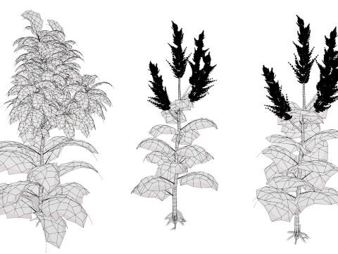 Cole&ccedil;&atilde;o &Aacute;rabe Amaranthus Spinosus Modelo 3D