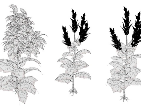 Arabian Amaranthus Spinosus Collection 3D Model