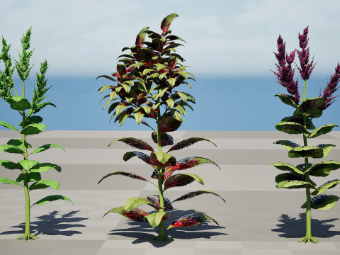 Cole&ccedil;&atilde;o &Aacute;rabe Amaranthus Spinosus Modelo 3D