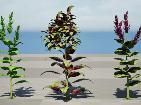 Arabian Amaranthus Spinosus Collection 3D Model