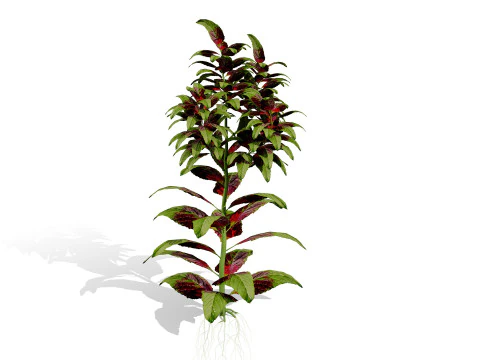 Arabian Amaranthus Spinosus Collection 3D Model