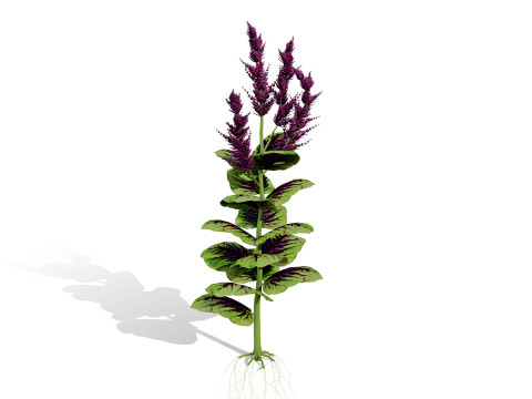 Cole&ccedil;&atilde;o &Aacute;rabe Amaranthus Spinosus Modelo 3D