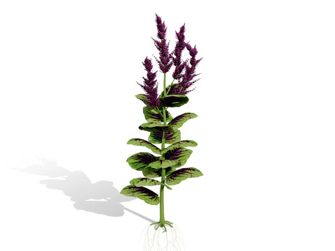 Arabian Amaranthus Spinosus Collection 3D Model