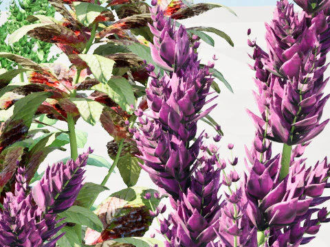 Arabian Amaranthus Spinosus Collection 3D Model