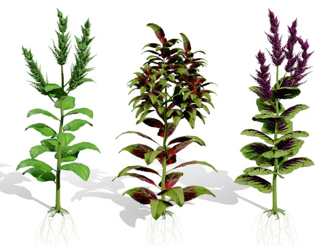 Arabian Amaranthus Spinosus Collection 3D Model