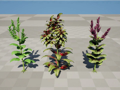 Arabian Amaranthus Spinosus Collection 3D Model