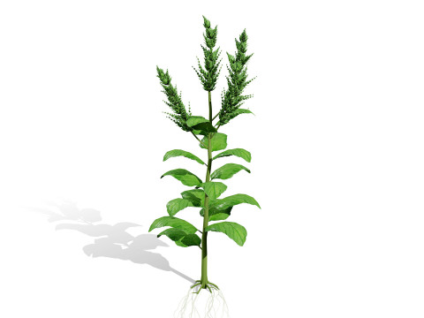 Cole&ccedil;&atilde;o &Aacute;rabe Amaranthus Spinosus Modelo 3D