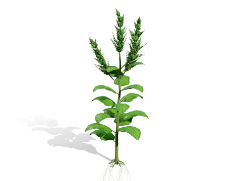 Arabian Amaranthus Spinosus Collection 3D Model