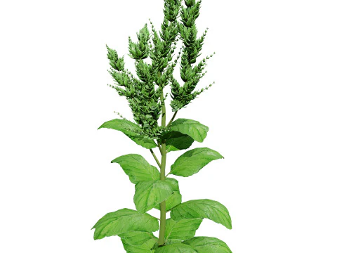 Arabian Amaranthus Spinosus Collection 3D Model