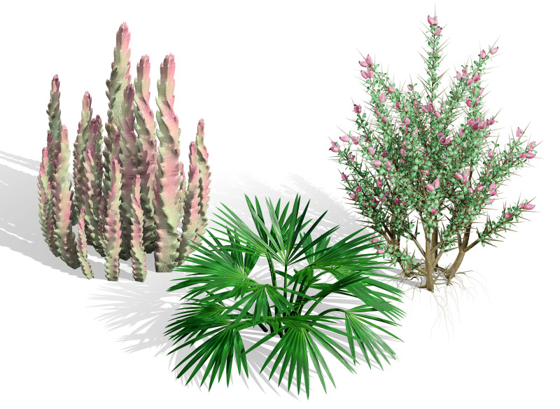 Pacchetto flora selvaggia del deserto arabo Modello 3D .c4d .max .obj .3ds .fbx .stl .blend