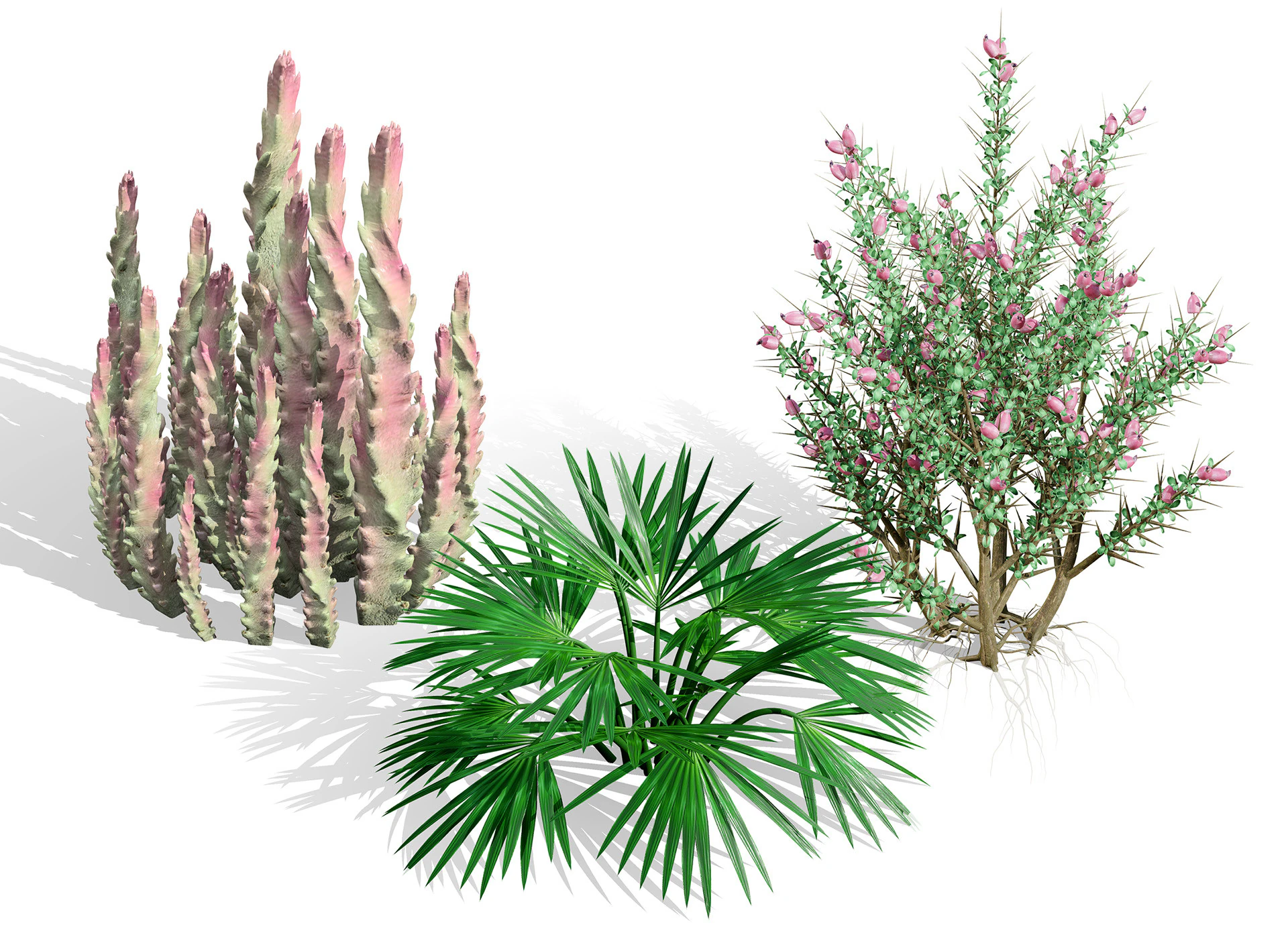 Wild Arabian Desert Flora Pack 3D Model .c4d .max .obj .3ds .fbx .stl .blend 