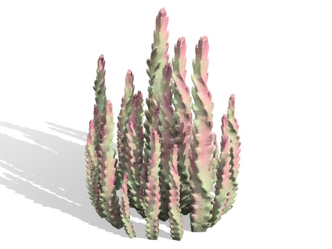 Pacchetto flora selvaggia del deserto arabo Modello 3D
