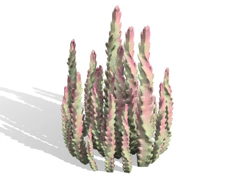 Wild Arabian Desert Flora Pack 3D Model
