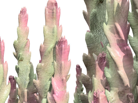 Pacchetto flora selvaggia del deserto arabo Modello 3D