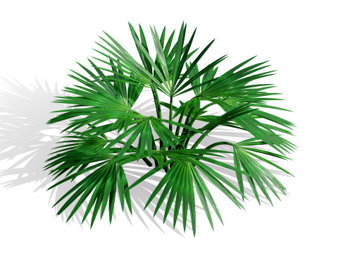 Pacchetto flora selvaggia del deserto arabo Modello 3D