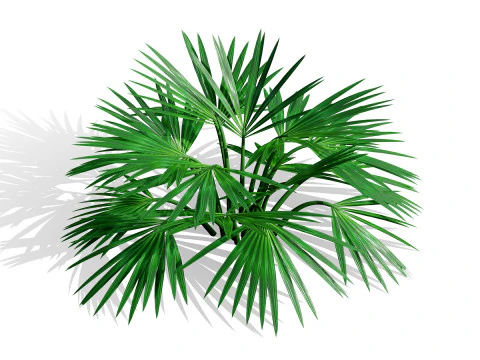 Wild Arabian Desert Flora Pack 3D Model