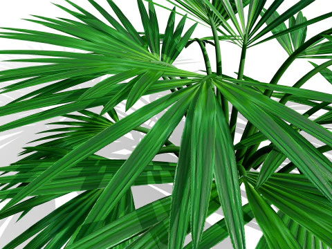 Wild Arabian Desert Flora Pack 3D Model