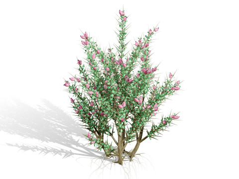 Pacchetto flora selvaggia del deserto arabo Modello 3D