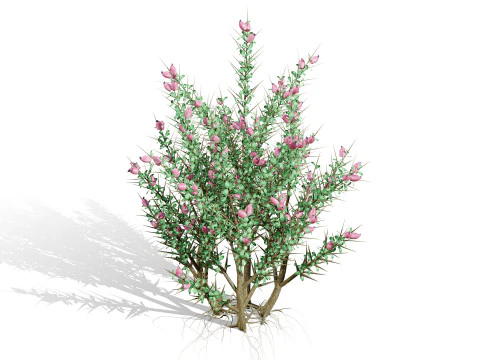 Wild Arabian Desert Flora Pack 3D Model