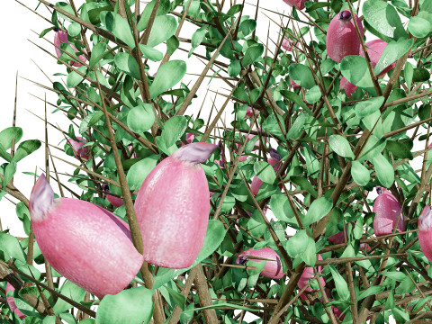 Pacchetto flora selvaggia del deserto arabo Modello 3D