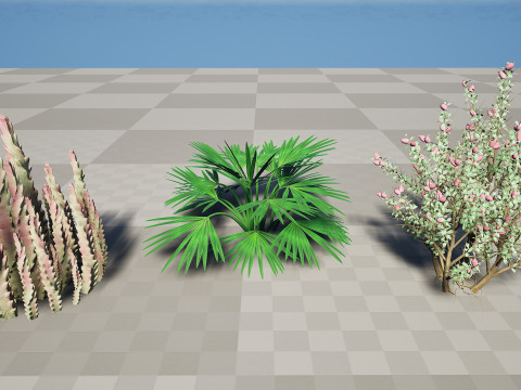 Pacchetto flora selvaggia del deserto arabo Modello 3D