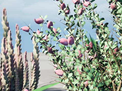 Pacchetto flora selvaggia del deserto arabo Modello 3D