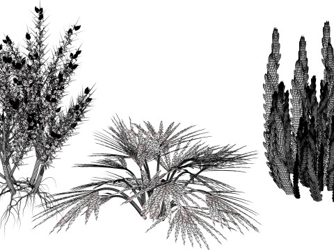Pacchetto flora selvaggia del deserto arabo Modello 3D