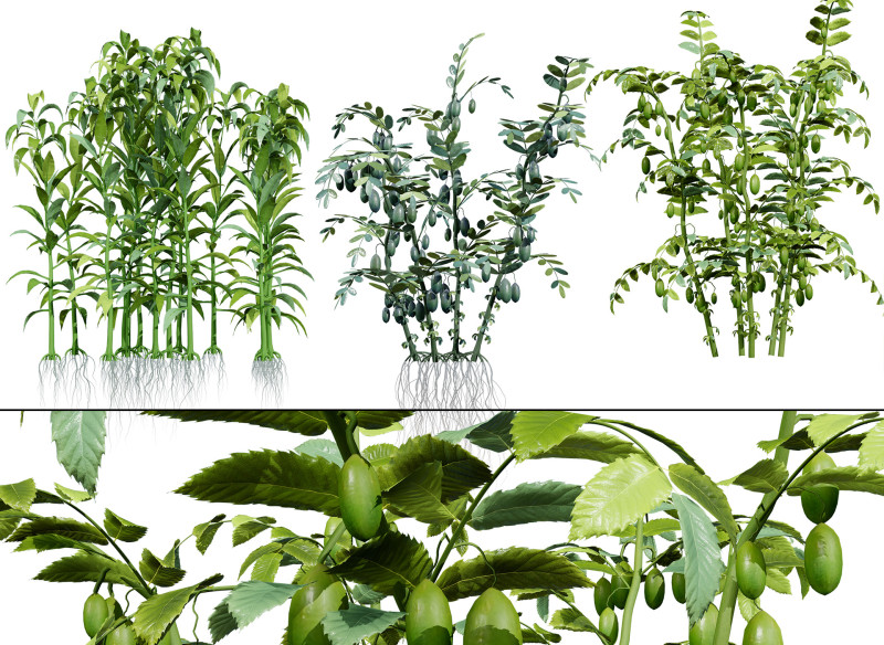 Coleção de Culturas Agrícolas Árabes Modelo 3D .c4d .max .obj .3ds .fbx .stl .blend