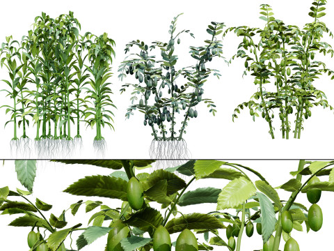 阿拉伯农作物收藏 3D 模型