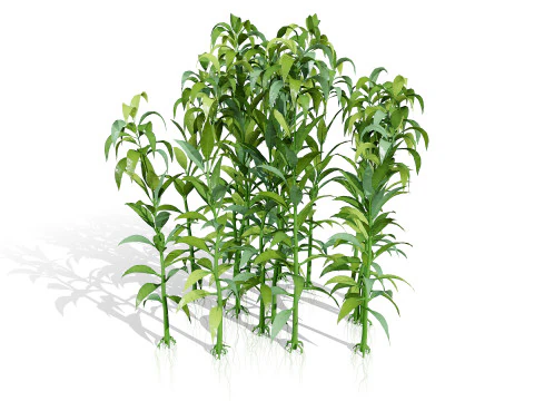 Collezione di colture agricole arabe Modello 3D