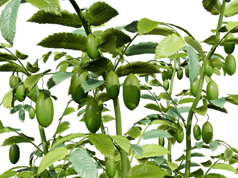 Collezione di colture agricole arabe Modello 3D