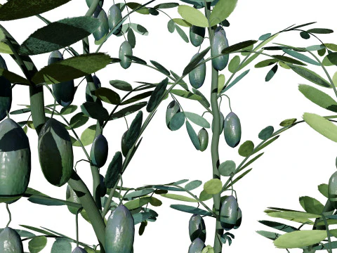 Collezione di colture agricole arabe Modello 3D