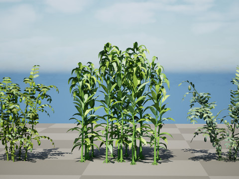 Cole&ccedil;&atilde;o de Culturas Agr&iacute;colas &Aacute;rabes Modelo 3D