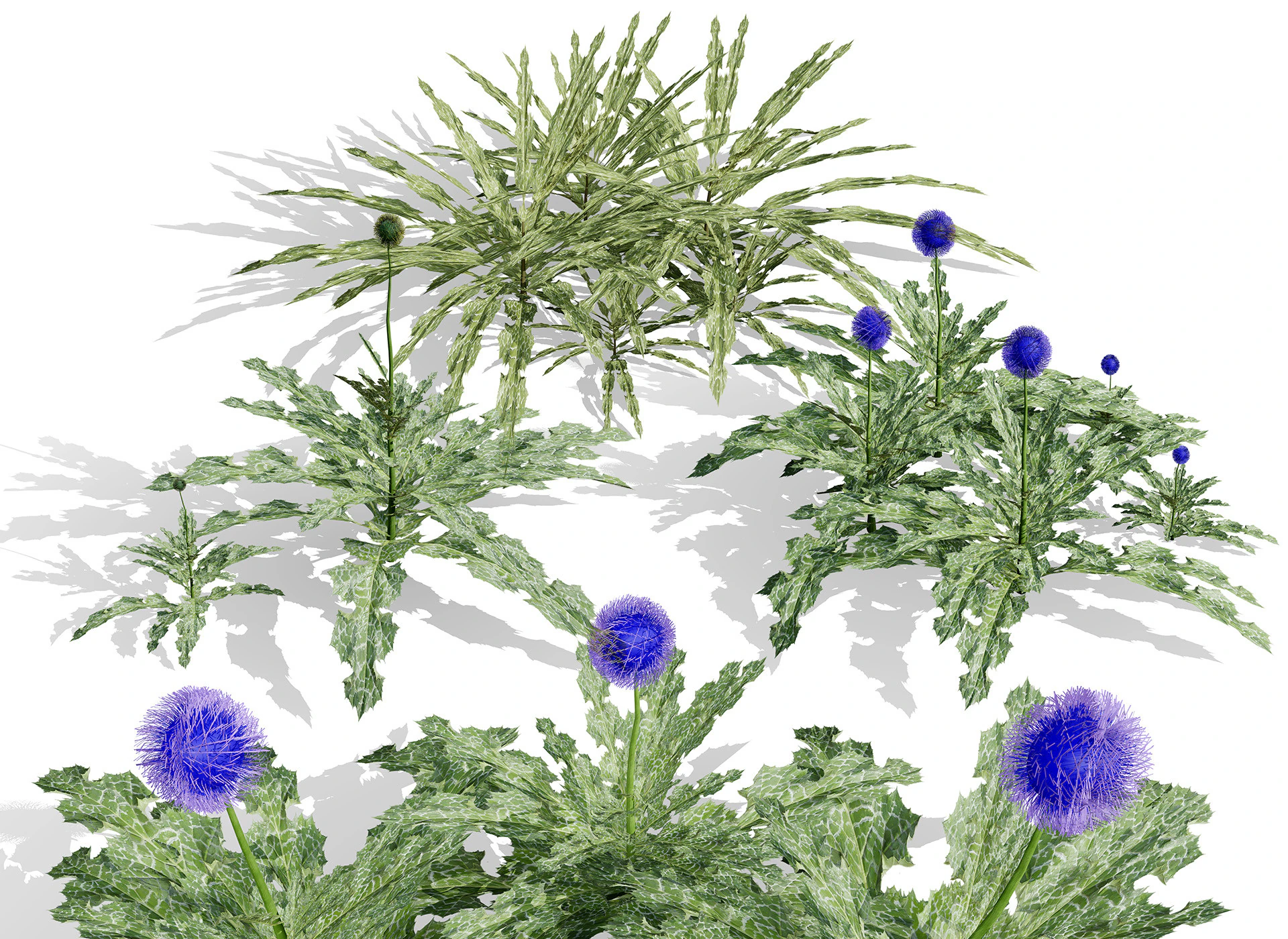 Arabian Echinops mandavillei collection 3D Model .c4d .max .obj .3ds .fbx .stl .blend 