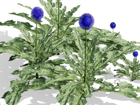 阿拉伯蓝刺头 mandavillei 集合 3D 模型