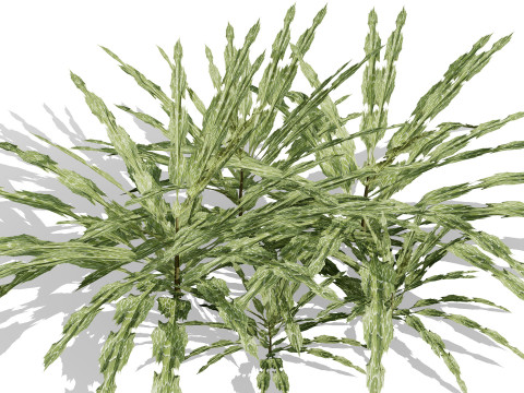 阿拉伯蓝刺头 mandavillei 集合 3D 模型