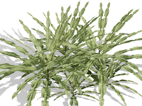 Arabian Echinops mandavillei collection 3D Model