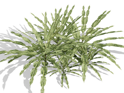 阿拉伯蓝刺头 mandavillei 集合 3D 模型