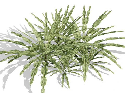 Arabian Echinops mandavillei collection 3D Model