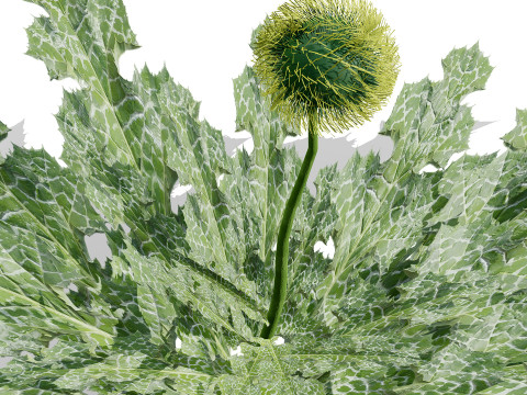 阿拉伯蓝刺头 mandavillei 集合 3D 模型