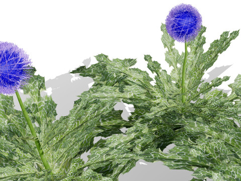 阿拉伯蓝刺头 mandavillei 集合 3D 模型