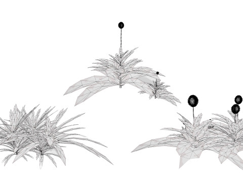 阿拉伯蓝刺头 mandavillei 集合 3D 模型