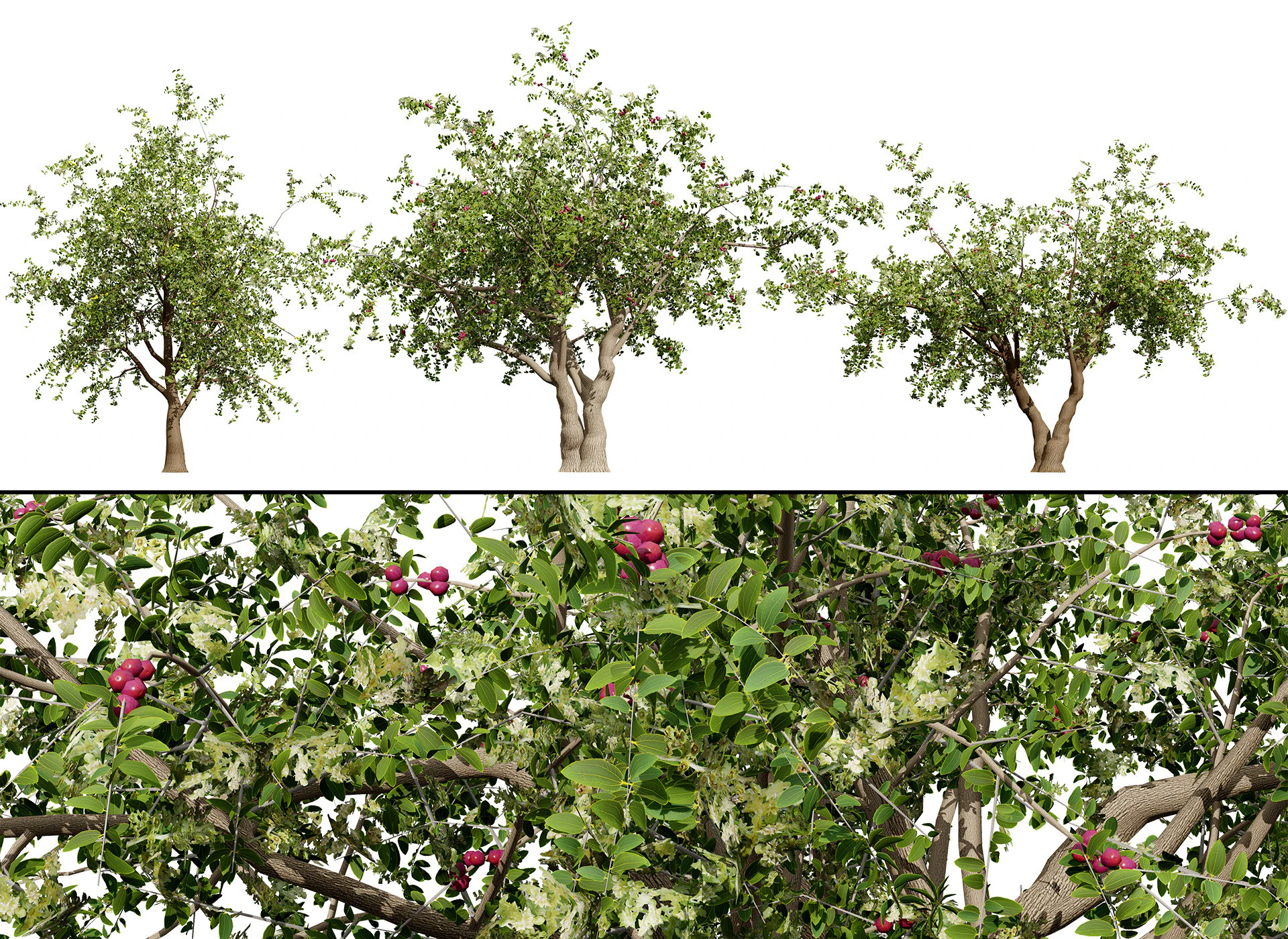 Arabian Sidr tree with Nabaq fruit 3D Model .c4d .max .obj .3ds .fbx .stl .blend 