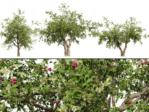 Nabaq 과일이 있는 아라비아 시드르 나무 3D 모델