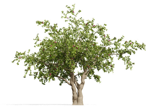 Albero di Sidr arabo con frutti Nabaq Modello 3D