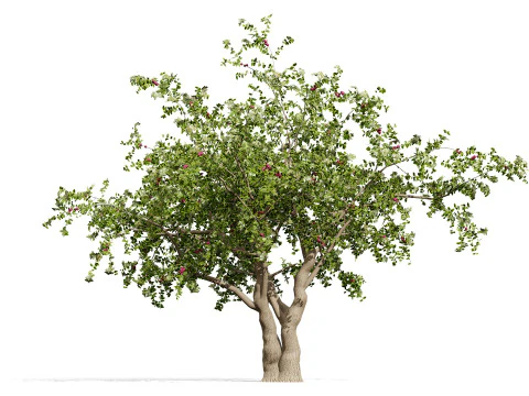 Arabian Sidr tree with Nabaq fruit 3D Model