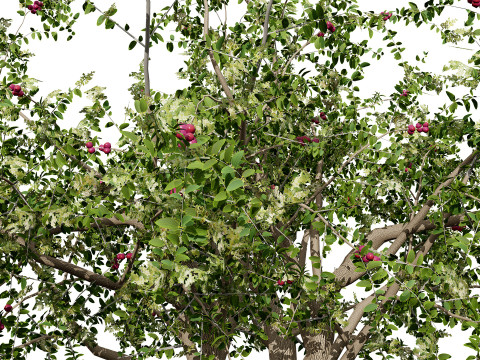 Albero di Sidr arabo con frutti Nabaq Modello 3D