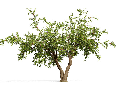 Albero di Sidr arabo con frutti Nabaq Modello 3D