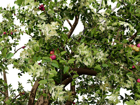 Albero di Sidr arabo con frutti Nabaq Modello 3D